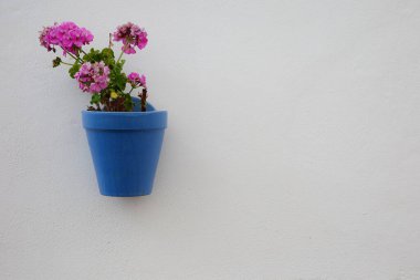 Beyaz bir duvarda asılı pembe sardunyaları olan dekoratif mavi çömlek.