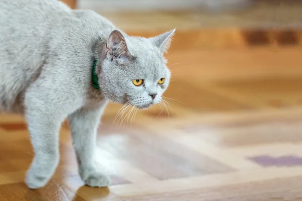 영국의 직선 고양이가 바닥을 걷고 있습니다. 애완 동물의 개념. — 스톡 사진