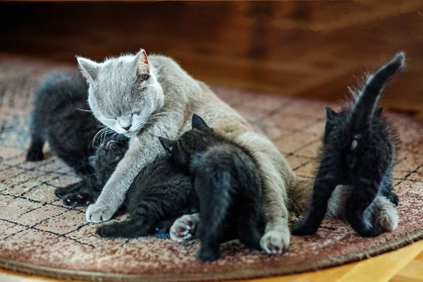 Britânico gato reto alimenta gatinhos. O conceito de animais de estimação — Fotografia de Stock