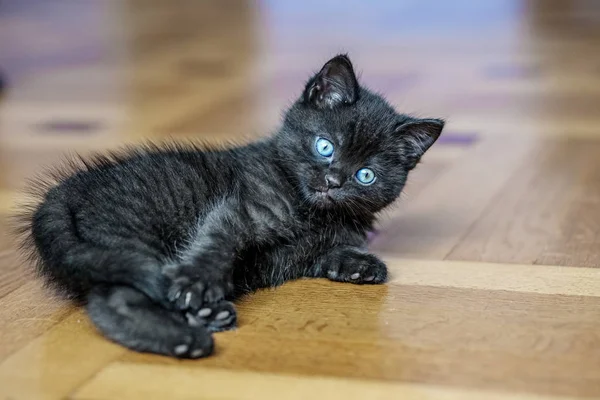 Маленький чёрный котёнок лежит на полу. Концепция домашних животных . — стоковое фото