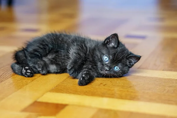 小さな黒い子猫が木製の床に横たわっています。ペットのコンセプト. — ストック写真