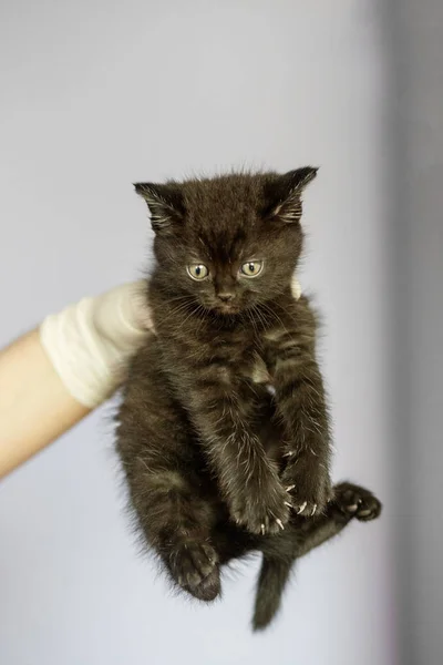 Gato negro en manos de un veterinario. Concepto mascotas, tratantes —  Fotos de Stock