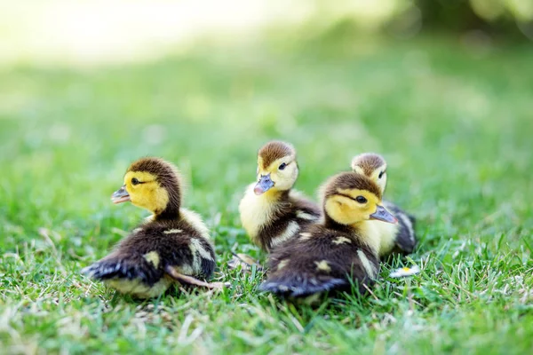 Viele kleine Entchen auf dem Gras. das Konzept von Haustieren, Bauernhof, Landwirtschaft — Stockfoto