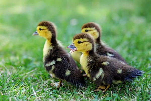 Beaucoup de petits canetons marchent sur l'herbe. Le concept d'animaux de compagnie, ferme, agriculture — Photo