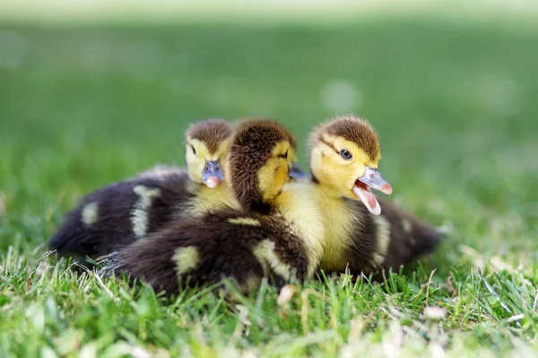 Piccoli anatroccoli sono seduti sull'erba. Il concetto di animali domestici, fattoria, agricoltura — Foto Stock