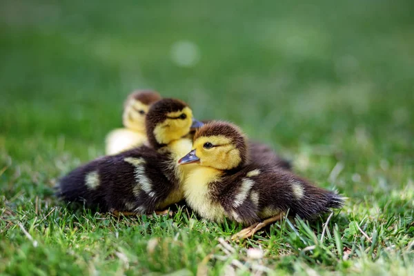 Pequenos patinhos estão sentados na relva. Espaço para cópia. O conceito de animais de estimação, fazenda, agricultura — Fotografia de Stock