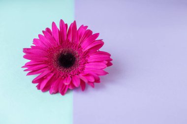 Çiçek kompozisyonu. Yaratıcı düzen pembe Gerbera Daisy tek çiçek yapılmış. Yakından kapatın. Merhaba bahar konsepti. Minimal stil, düz yatıyordu.