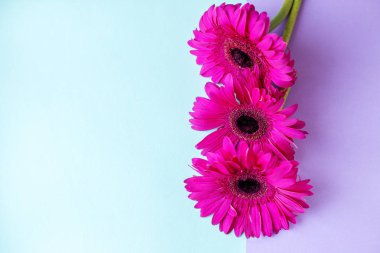 Çiçek kompozisyonu. Pembe Gerbera'dan yapılmış yaratıcı düzen. Yakından kapatın. Merhaba bahar konsepti. Minimal stil, düz yatıyordu.