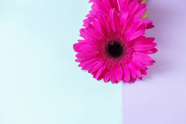 Composición floral. Diseño creativo hecho de Gerbera rosa. De cerca. Hola concepto de primavera. Estilo mínimo, plano laico . — Foto de Stock