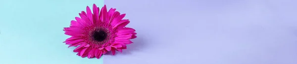 Composición floral. Diseño creativo hecho de rosa Gerbera Daisy sola flor. De cerca. Hola concepto de primavera. Estilo mínimo, plano laico . — Foto de Stock