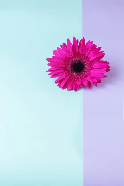 Composición floral. Diseño creativo hecho de rosa Gerbera Daisy sola flor. De cerca. Hola concepto de primavera. Estilo mínimo, plano laico . — Foto de Stock
