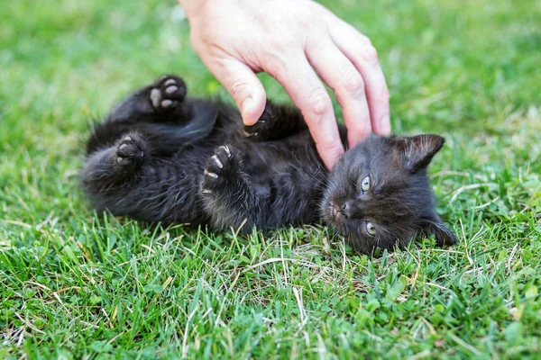 小黑猫在草地上啼叫. 用手抚摸一只猫。 宠物、农场的概念. — 图库照片