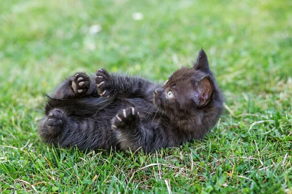 Un gatito negro ronronea en la hierba. El concepto de mascotas, granja . —  Fotos de Stock