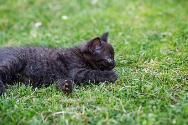 Un pequeño gato negro yace en la hierba. El concepto de mascotas, cuidado . —  Fotos de Stock