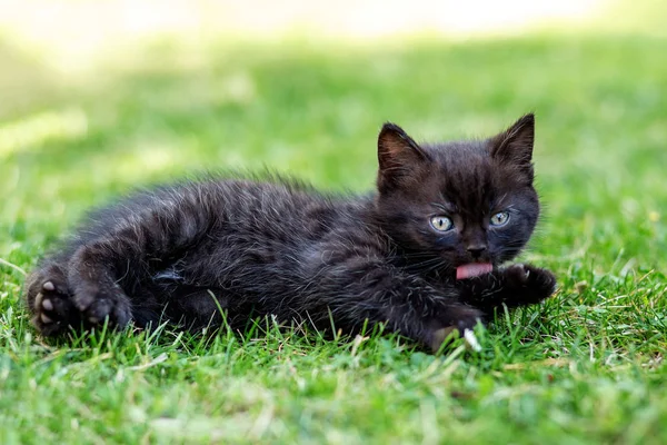 Kleines schwarzes Kätzchen wäscht sich im Gras. das Konzept der Haustiere, Bauernhof. — Stockfoto