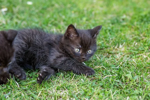Un gatito negro miente y juega en la hierba. El concepto de mascotas, granja . —  Fotos de Stock