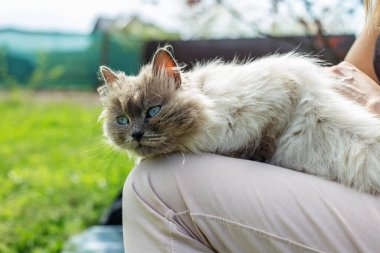 Rahat Himalaya kedisi, çarpıcı mavi gözleriyle sahibinin kucağında uzanır, rahatlığın ve bahçenin huzurunun tadını çıkarır..
