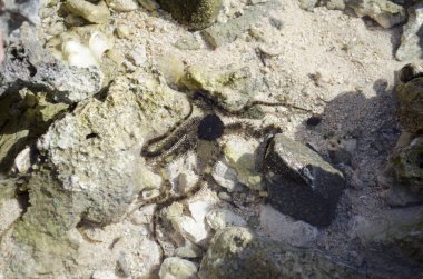 deniz yıldızı denizin kenarında plajda taşlar