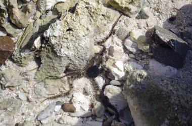 deniz yıldızı denizin kenarında plajda taşlar