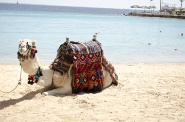 turist sahilde güzel deve