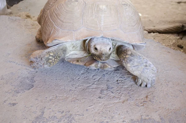 big sand turtle on the sand