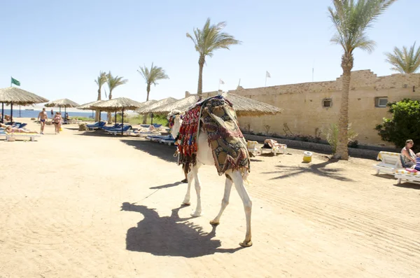 Mooie Kameel Het Toeristische Strand — Stockfoto