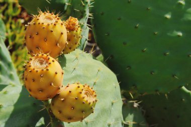 ağaç üzerinde kaktüs incir