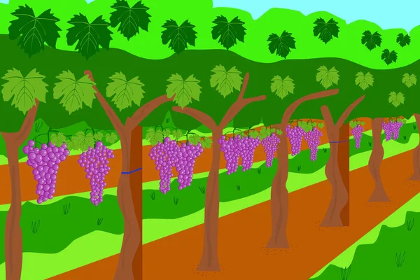 Иллюстрация Виноградника Земля Посажена Виноградниками — стоковый вектор