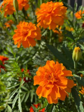 Ukrayna bitkileri, kadife çiçekleri, Ukrayna, kırmızı ve turuncu çiçekler 