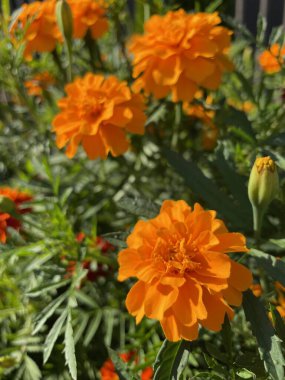 Ukrayna bitkileri, kadife çiçekleri, Ukrayna, kırmızı ve turuncu çiçekler 