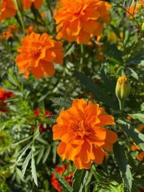 yeşil yapraklarda turuncu ve kırmızı çiçekler, Ukrayna bitkileri, kadife çiçekleri