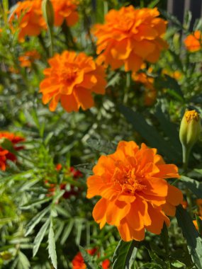 yeşil yapraklarda turuncu ve kırmızı çiçekler, Ukrayna bitkileri, kadife çiçekleri