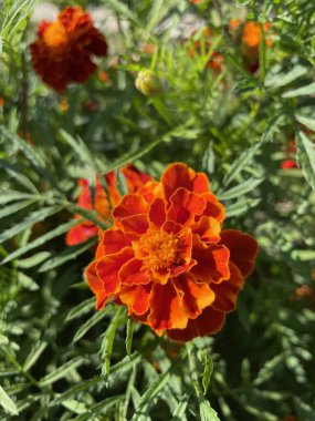 yeşil yapraklarda turuncu ve kırmızı çiçekler, Ukrayna bitkileri, kadife çiçekleri