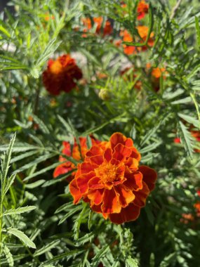 yeşil yapraklarda turuncu ve kırmızı çiçekler, Ukrayna bitkileri, kadife çiçekleri
