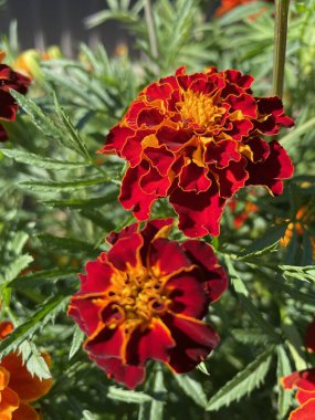 yeşil yapraklarda turuncu ve kırmızı çiçekler, Ukrayna bitkileri, kadife çiçekleri