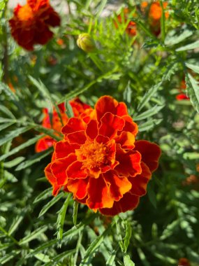 yeşil yapraklarda turuncu ve kırmızı çiçekler, Ukrayna bitkileri, kadife çiçekleri