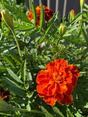 yeşil yapraklarda turuncu ve kırmızı çiçekler, Ukrayna bitkileri, kadife çiçekleri