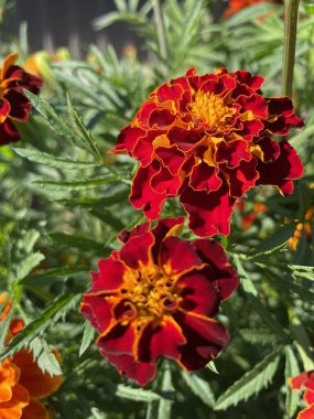 yeşil yapraklarda turuncu ve kırmızı çiçekler, Ukrayna bitkileri, kadife çiçekleri