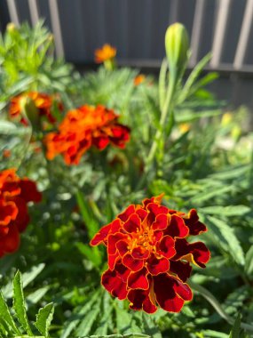 yeşil yapraklarda turuncu ve kırmızı çiçekler, Ukrayna bitkileri, kadife çiçekleri