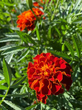 yeşil yapraklarda turuncu ve kırmızı çiçekler, Ukrayna bitkileri, kadife çiçekleri