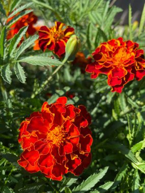 yeşil yapraklarda turuncu ve kırmızı çiçekler, Ukrayna bitkileri, kadife çiçekleri