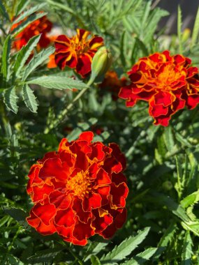 yeşil yapraklarda turuncu ve kırmızı çiçekler, Ukrayna bitkileri, kadife çiçekleri