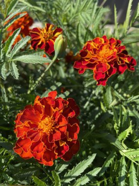 yeşil yapraklarda turuncu ve kırmızı çiçekler, Ukrayna bitkileri, kadife çiçekleri