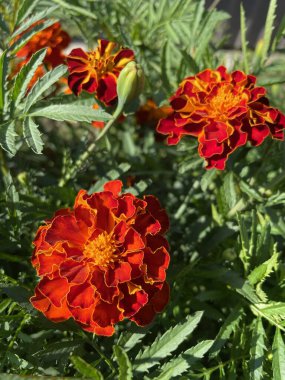 yeşil yapraklarda turuncu ve kırmızı çiçekler, Ukrayna bitkileri, kadife çiçekleri