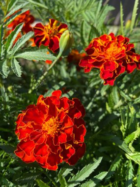 yeşil yapraklarda turuncu ve kırmızı çiçekler, Ukrayna bitkileri, kadife çiçekleri