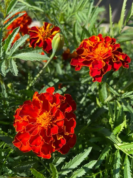 yeşil yapraklarda turuncu ve kırmızı çiçekler, Ukrayna bitkileri, kadife çiçekleri