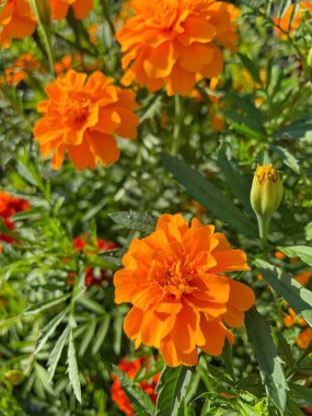 Ukrayna sonbahar bitkileri, kırmızı ve turuncu kadife çiçekleri, yeşil bahçe 