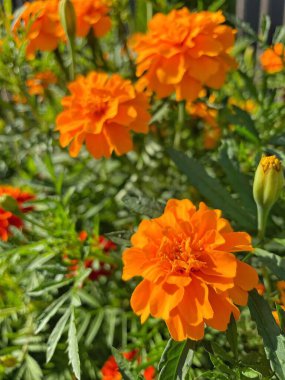Ukrayna sonbahar bitkileri, kırmızı ve turuncu kadife çiçekleri, yeşil bahçe 