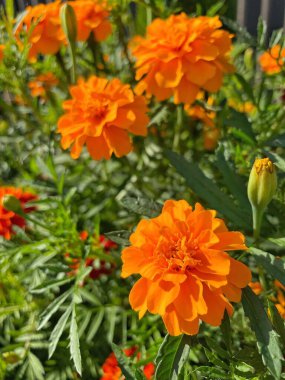 Ukrayna sonbahar bitkileri, kırmızı ve turuncu kadife çiçekleri, yeşil bahçe 