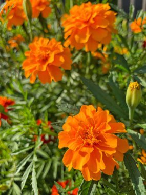 Ukrayna sonbahar bitkileri, kırmızı ve turuncu kadife çiçekleri, yeşil bahçe 